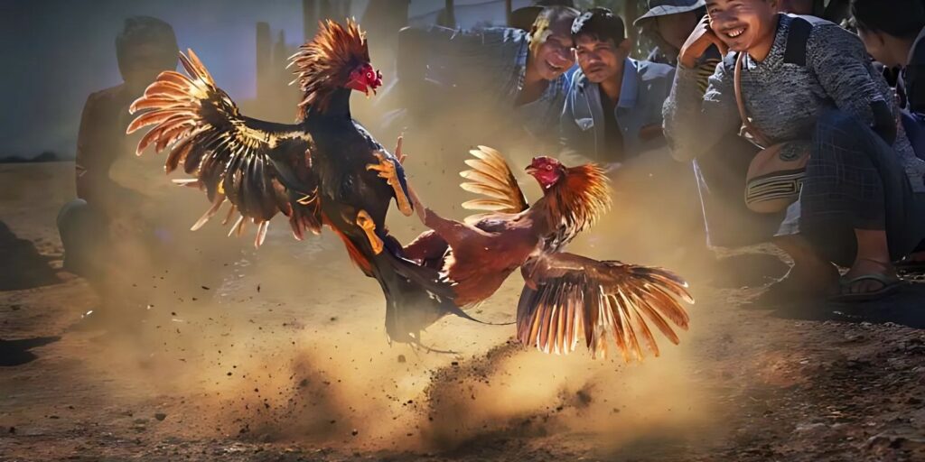 Cược chọi gà Thomo tại XOSO66 